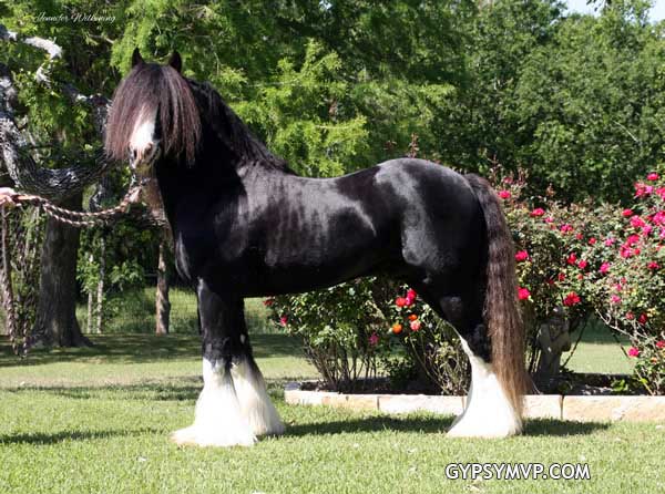 Bran REA