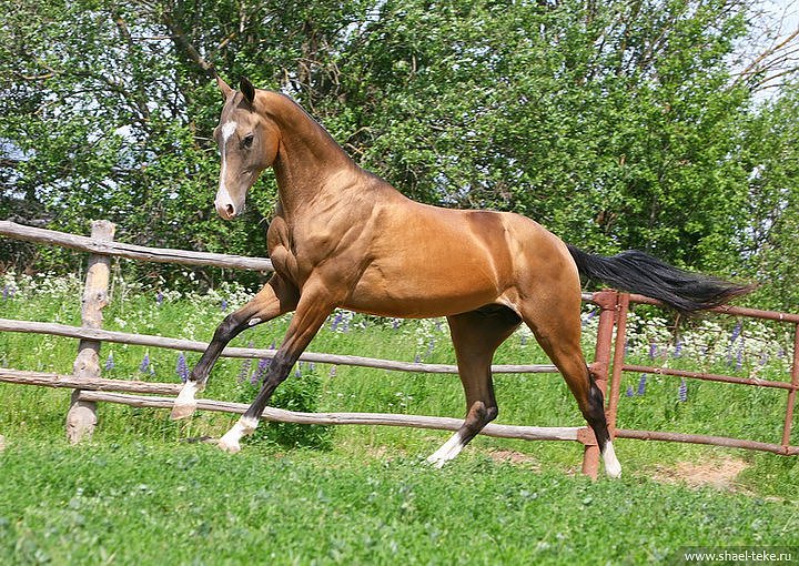 Caelmont Altan