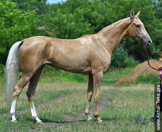 Caelmont Daryna