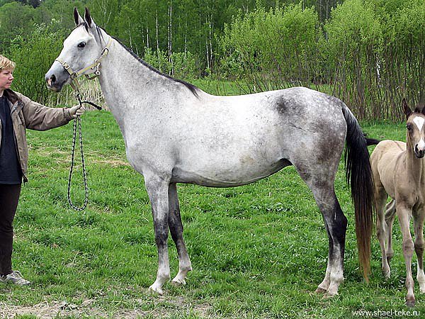 Caelmont Grushenka
