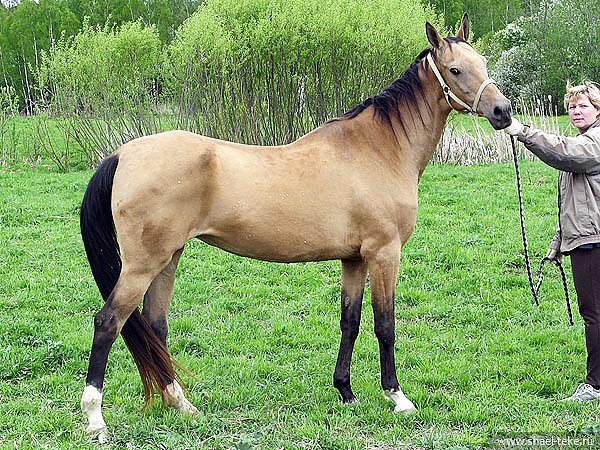 Caelmont Mavra