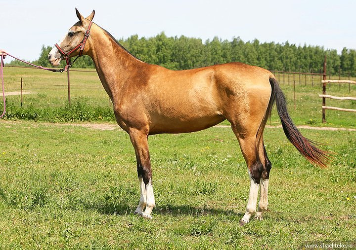 Caelmont Mirushka