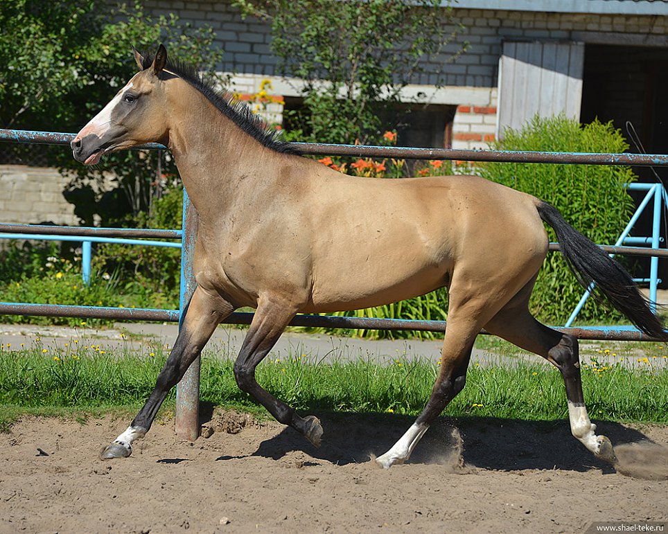 Caelmont Olessia