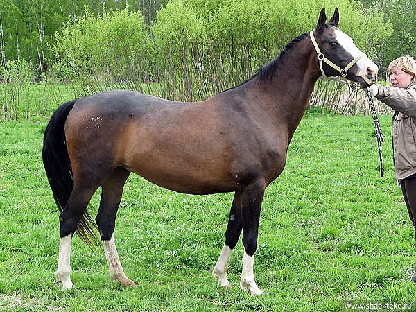 Caelmont Sona