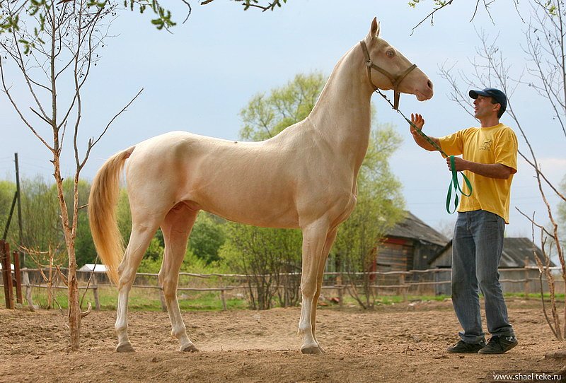 Caelmont Topik