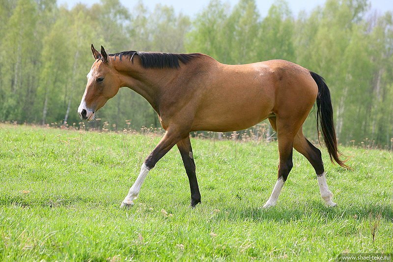 Caelmont Zarina