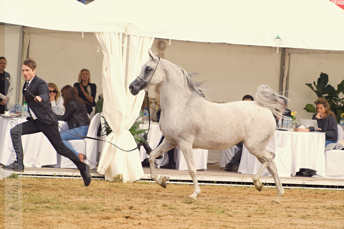 Hishmat al Parag