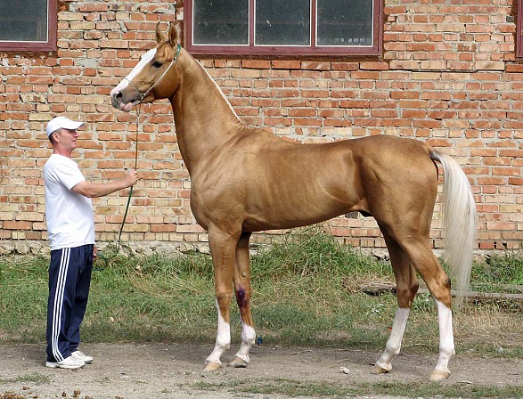 Karakhan
