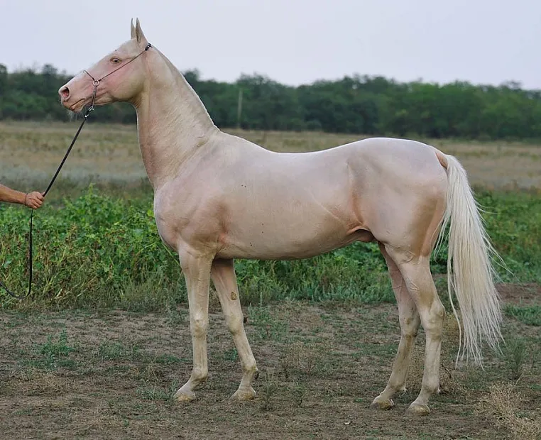 Keymir