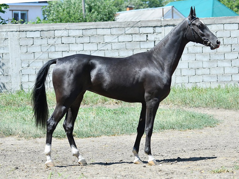 Leylina