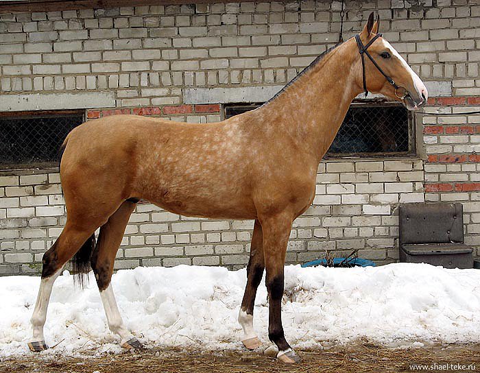 Narya Gashak