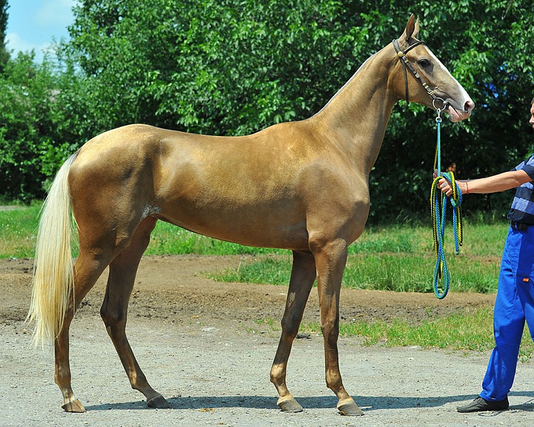 Seda