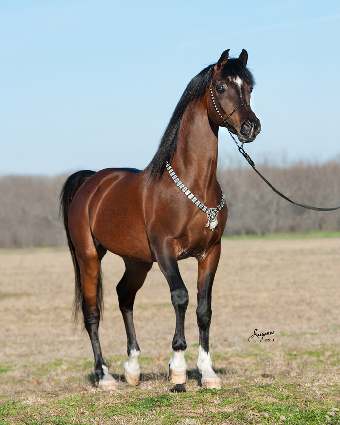 Szafir