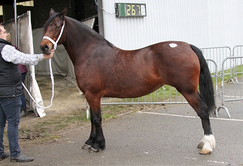 Glenfort Elsie
