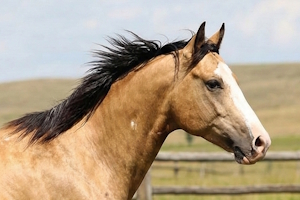 Maverick's Oak Shield